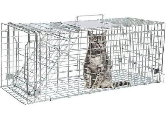 Feral Cat Trap
